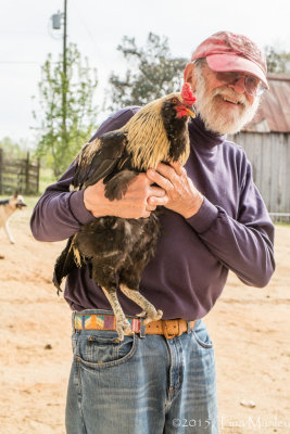 Poncho (the rooster with no feet)
