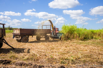 Harvesting Sugarcane