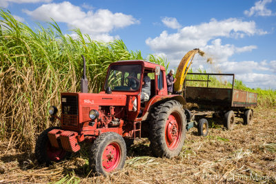 Sugarcane Harvesting, II