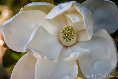 Magnolia, 4