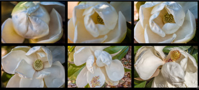 One Day in the Life of a Magnolia Blossom