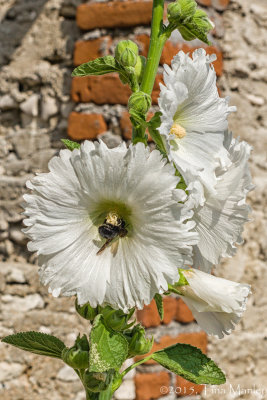 Bee in a Hollyhock