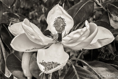 Monochrome Magnolia