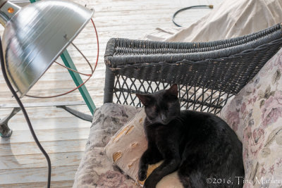 Atticus with Heat Lamp