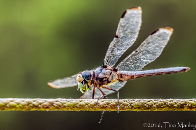 Dragonfly, II