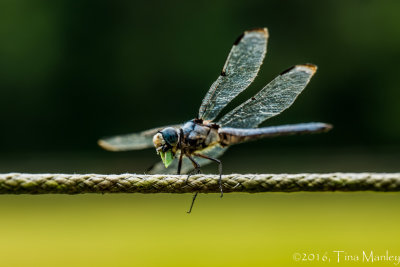 Dragonfly, III