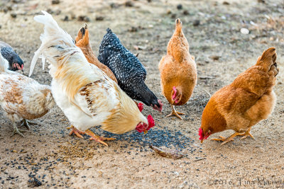 Foghorn and His Ladies