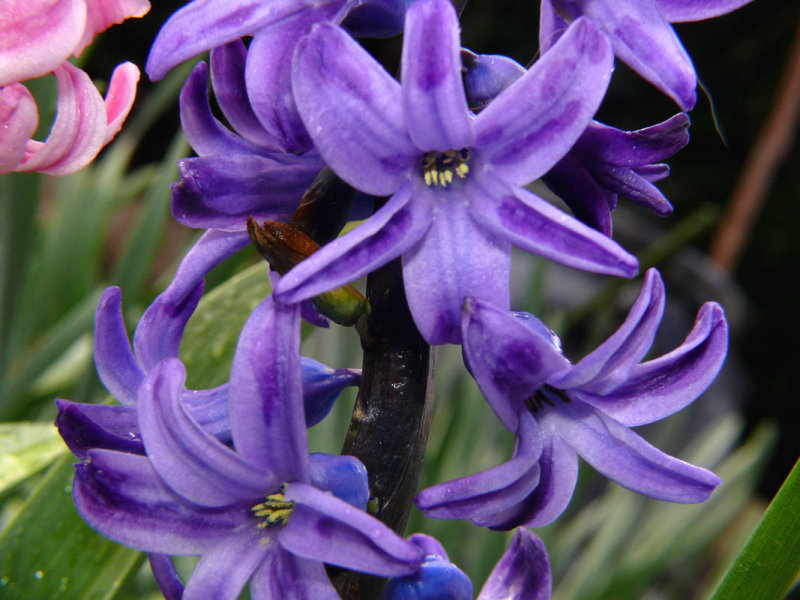 Purple Hyacinth