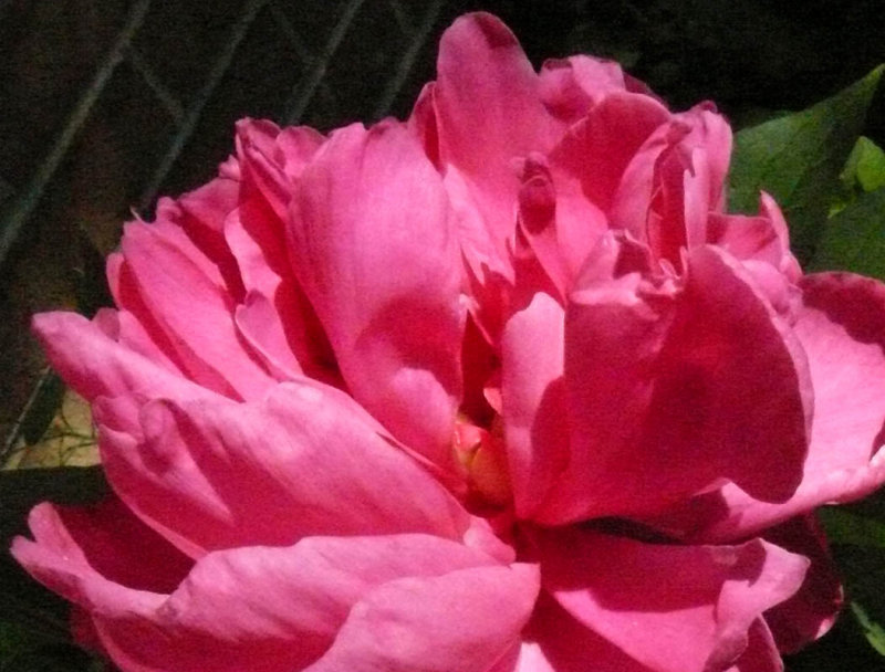 Peony