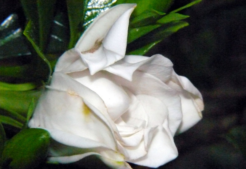 Gardenia