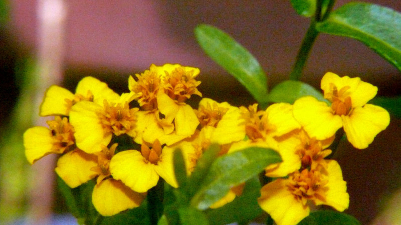 Blooming Herb   Tarragon?