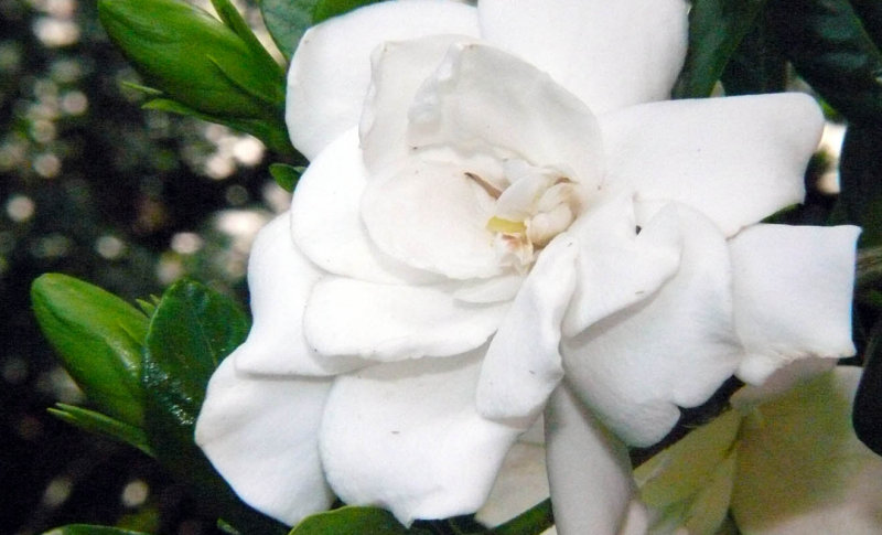 Gardenia