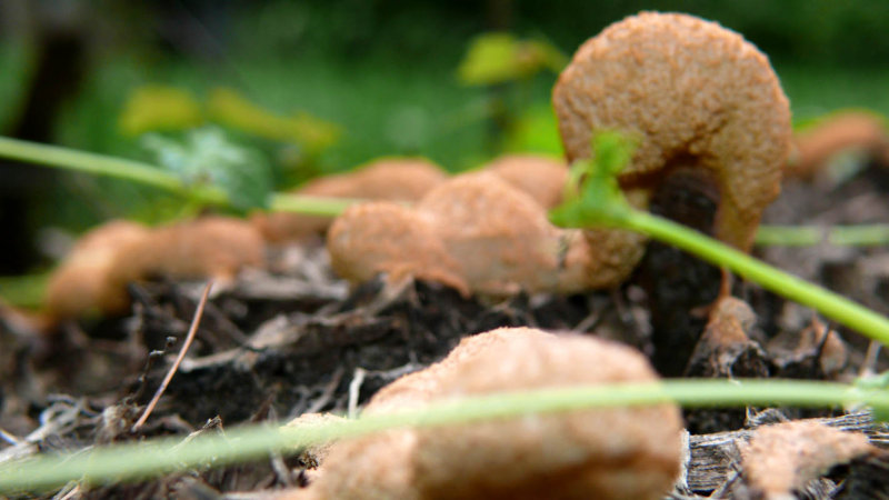 Fungus of Oak Past