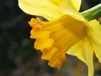 Daffy Trumpet