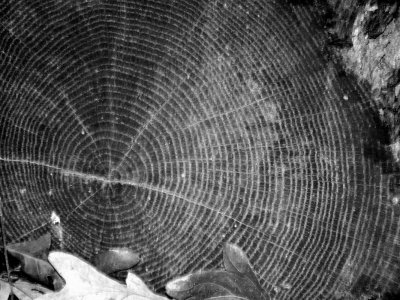 Rings of Time (black & white)
