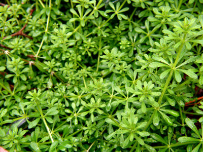Sweet Woodruff