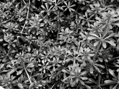 Sweet Woodruff (black and white)