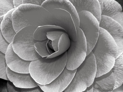 Camelia