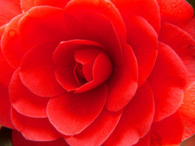 Camelia