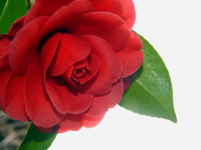 Camelia