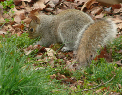 Squirrel 1