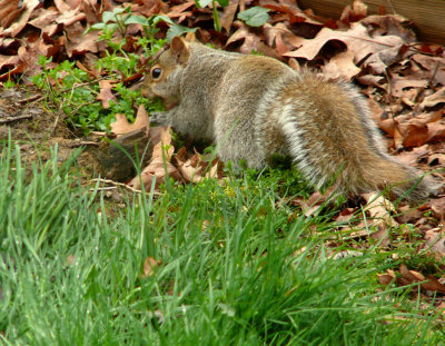 Squirrel 2