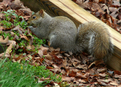 Squirrel 4