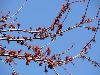 Maple buds