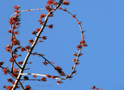 Maple Peace