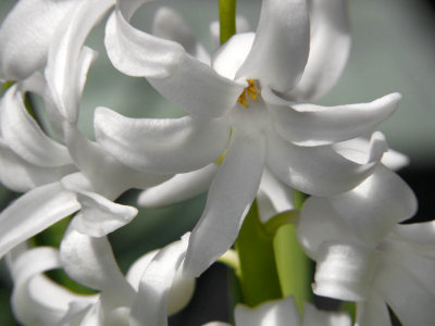 White Hyacinth