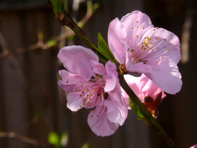 Nectarine bloom