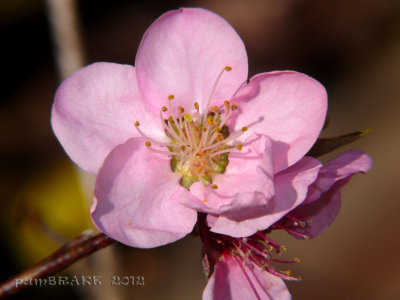 Nectarine Bloom