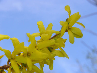 Forsythia 