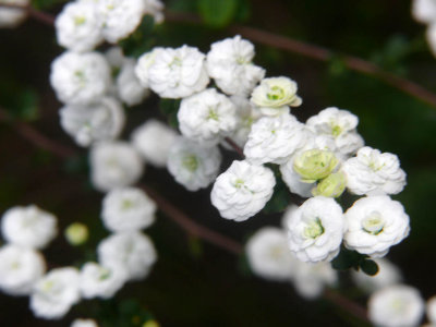 spirea