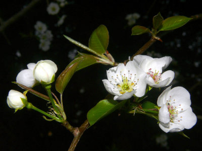 Pear