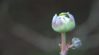 Dogwood