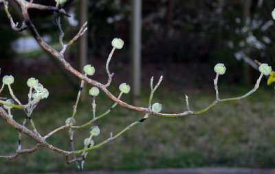 Dogwood