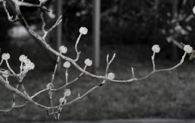 Dogwood (b&w)