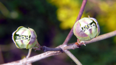 Dogwood