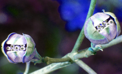 Dogwood Aliens!!!