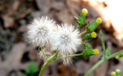 Wild Lettuce