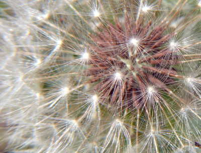 Dandelion