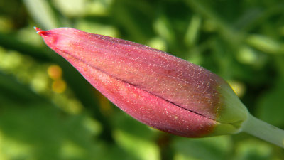 Tulip