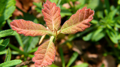 oak