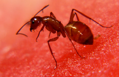 Ants on watermelon