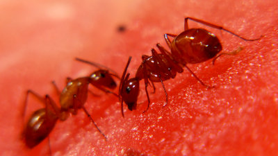 Ants on Watermelon