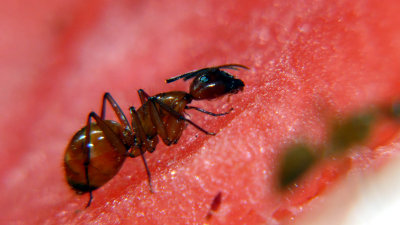 Ants On Watermelon