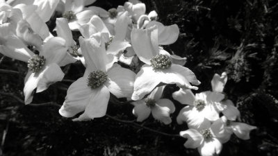 Dogwood