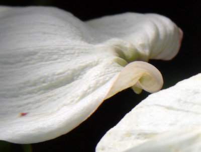 Dogwood curls