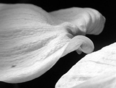 Dogwood curls (b&w)